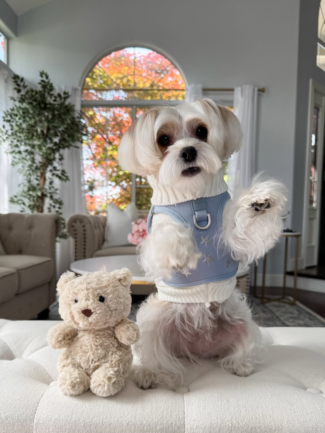 Why Dogistry Dog Harnesses Are the Best Choice for Comfort, Control, and Safe Walks