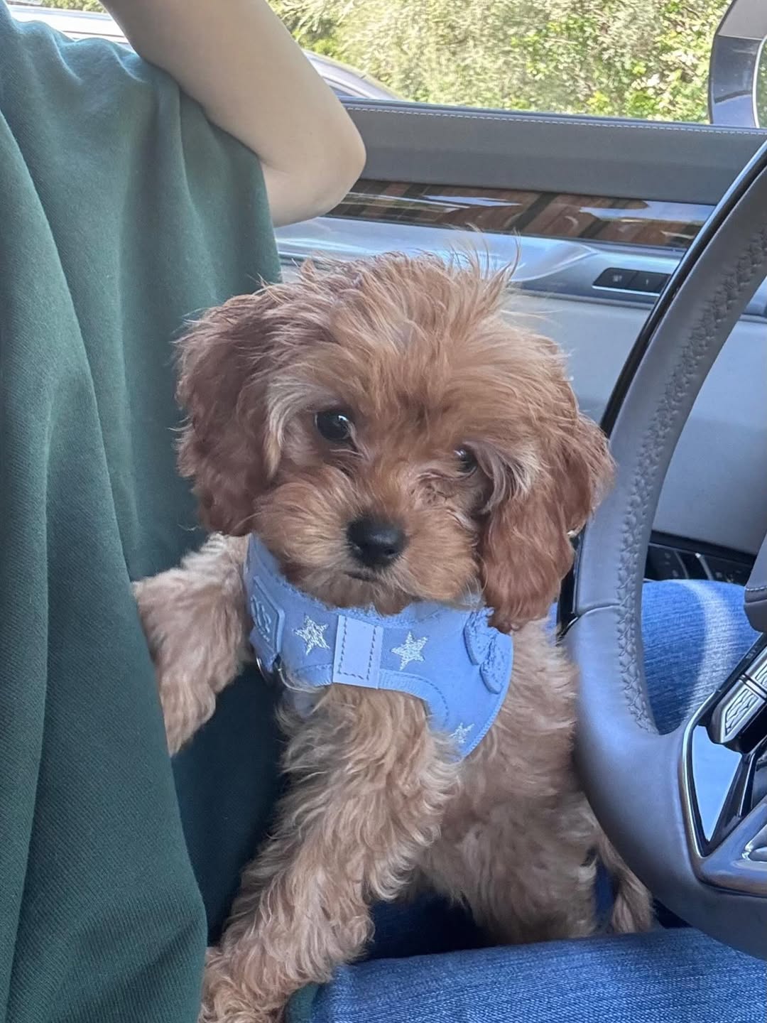 Why Dogistry No-Pull Harnesses Help Create Calmer, Safer, and More Enjoyable Walks