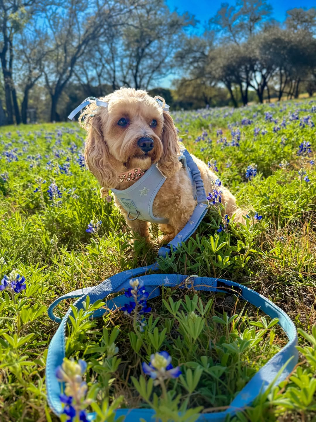Why Dogistry Harness and Leash Sets Create a Better Walking Experience for Dogs and Owners