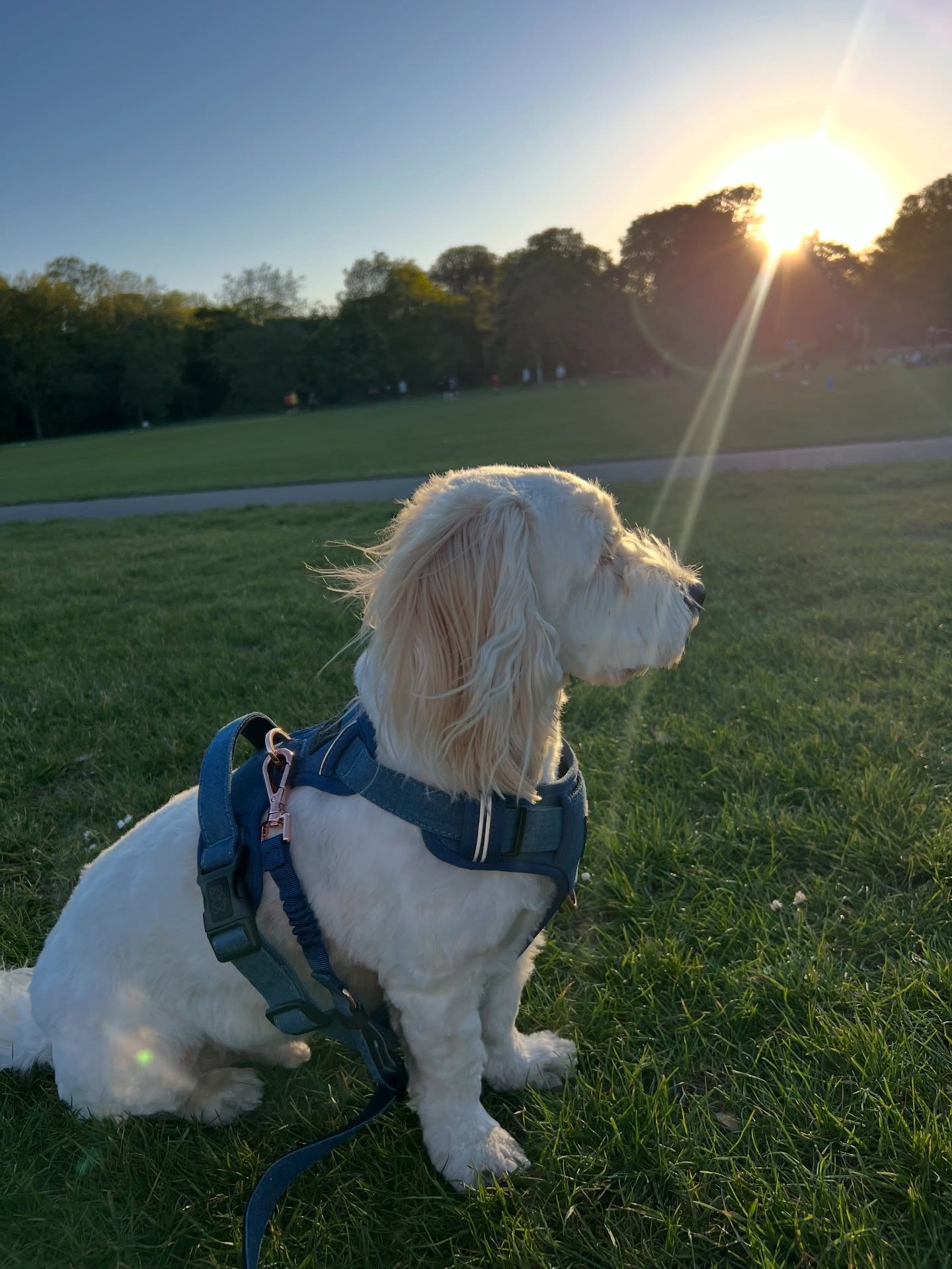The DOGISTRY NoMad Harness: A Modern Approach to Comfortable, Secure, and Stylish Dog Walking