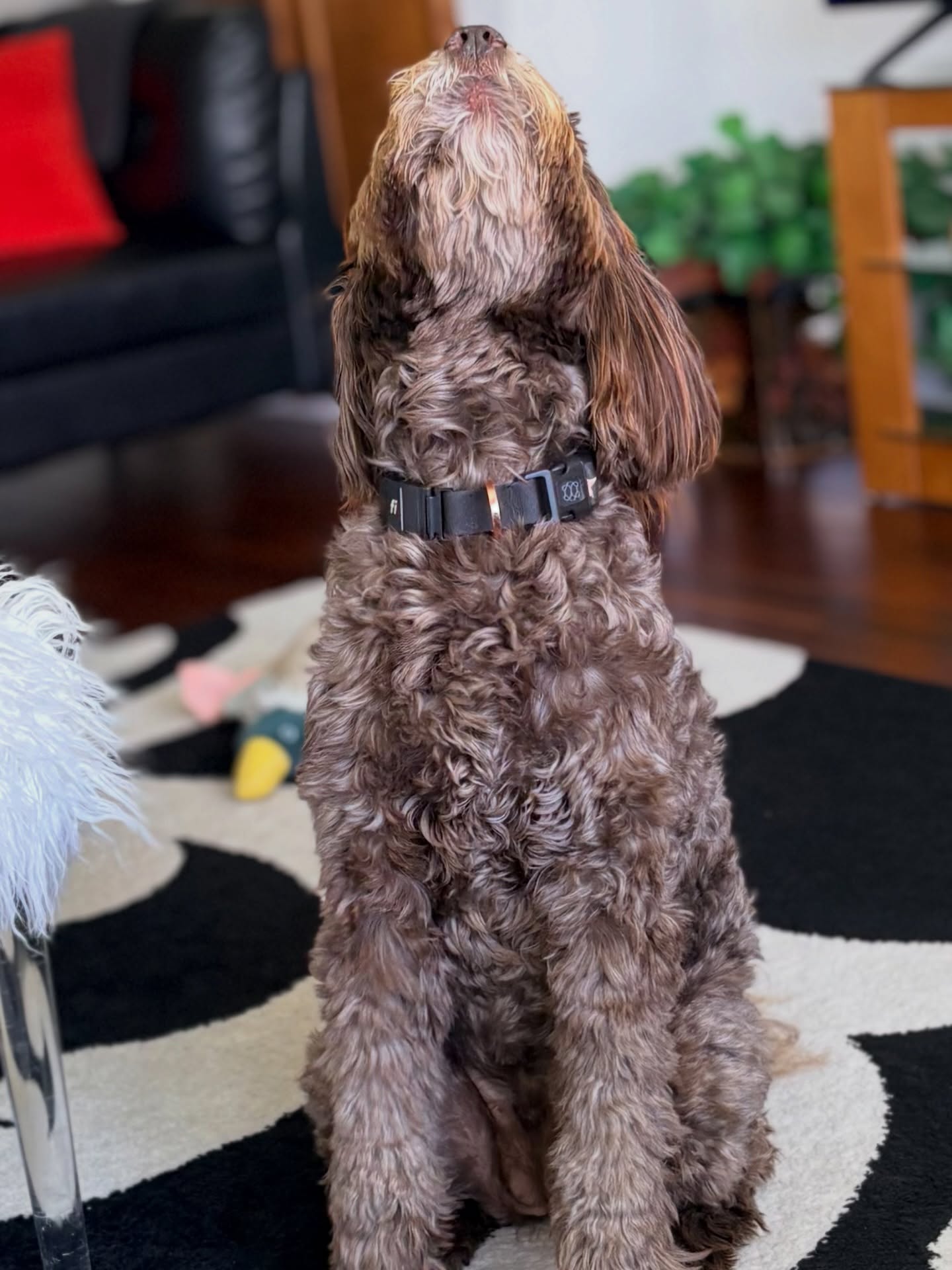 Why a Comfortable Dog Collar Is Essential for Everyday Wear