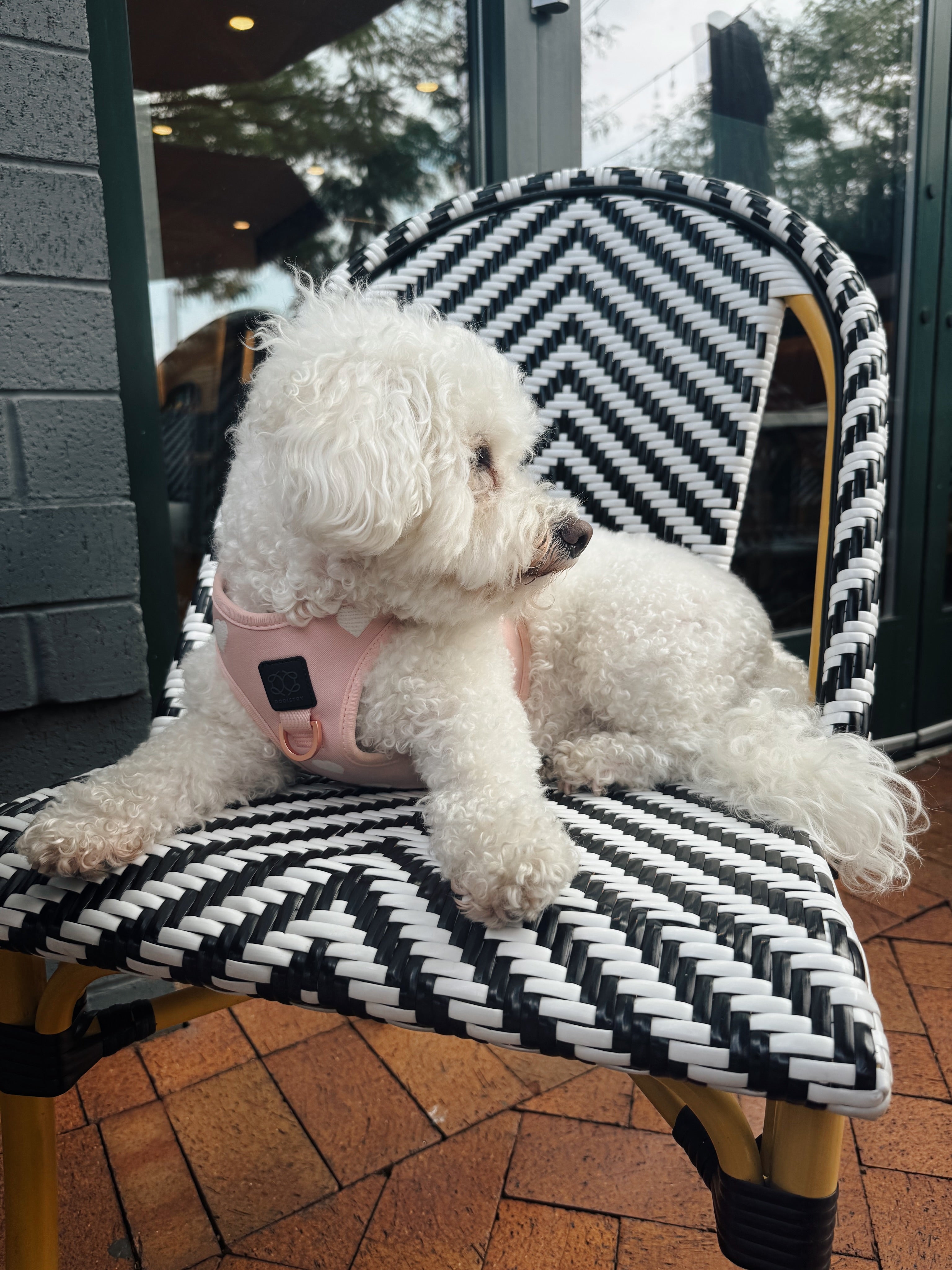 The Ultimate Guide to Finding the Best Dog Harness for Every Adventure