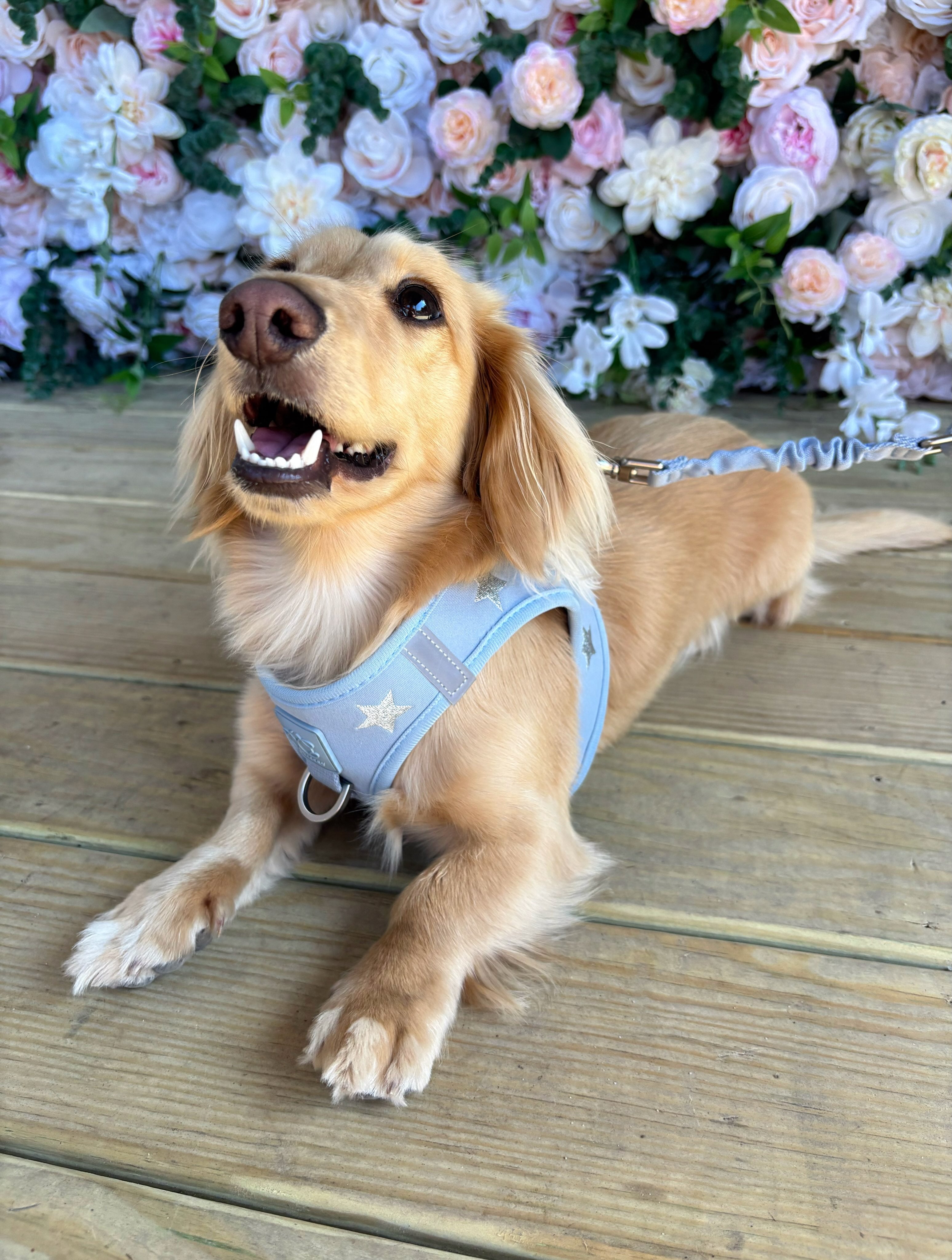 How a Premium Dog Harness Can Transform Your Daily Walks
