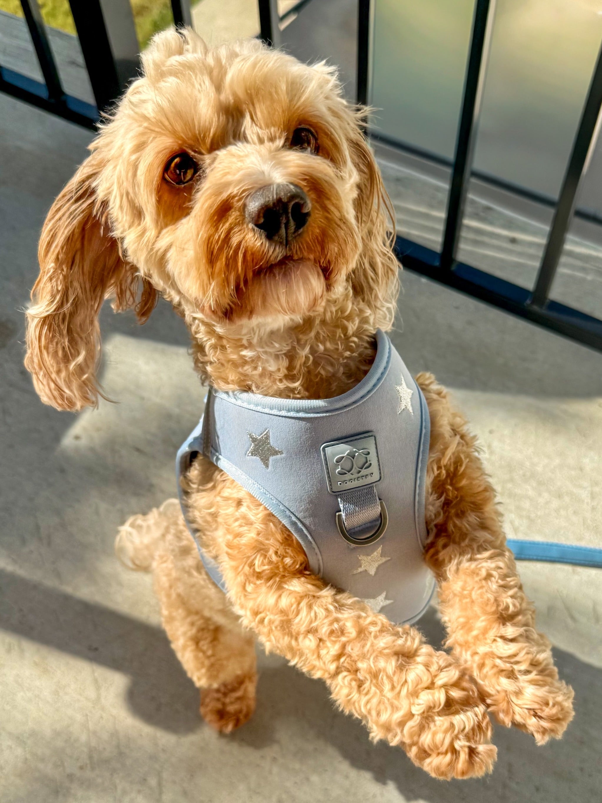 When Should You Replace Your Dog's Harness? 5 Signs It's Time for an Upgrade