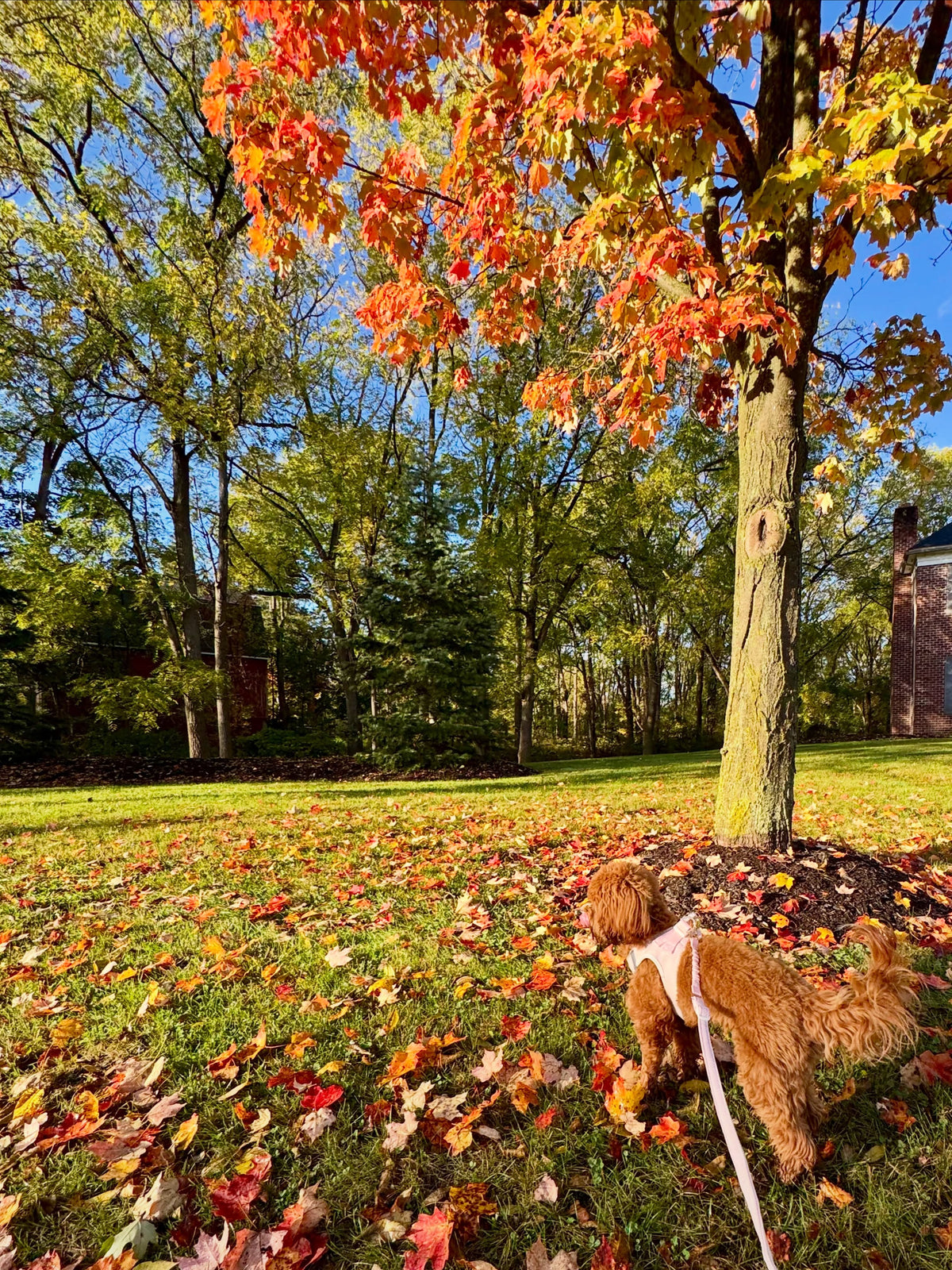More Freedom, Better Control: Discover the DOGISTRY 3-in-1 City Leash