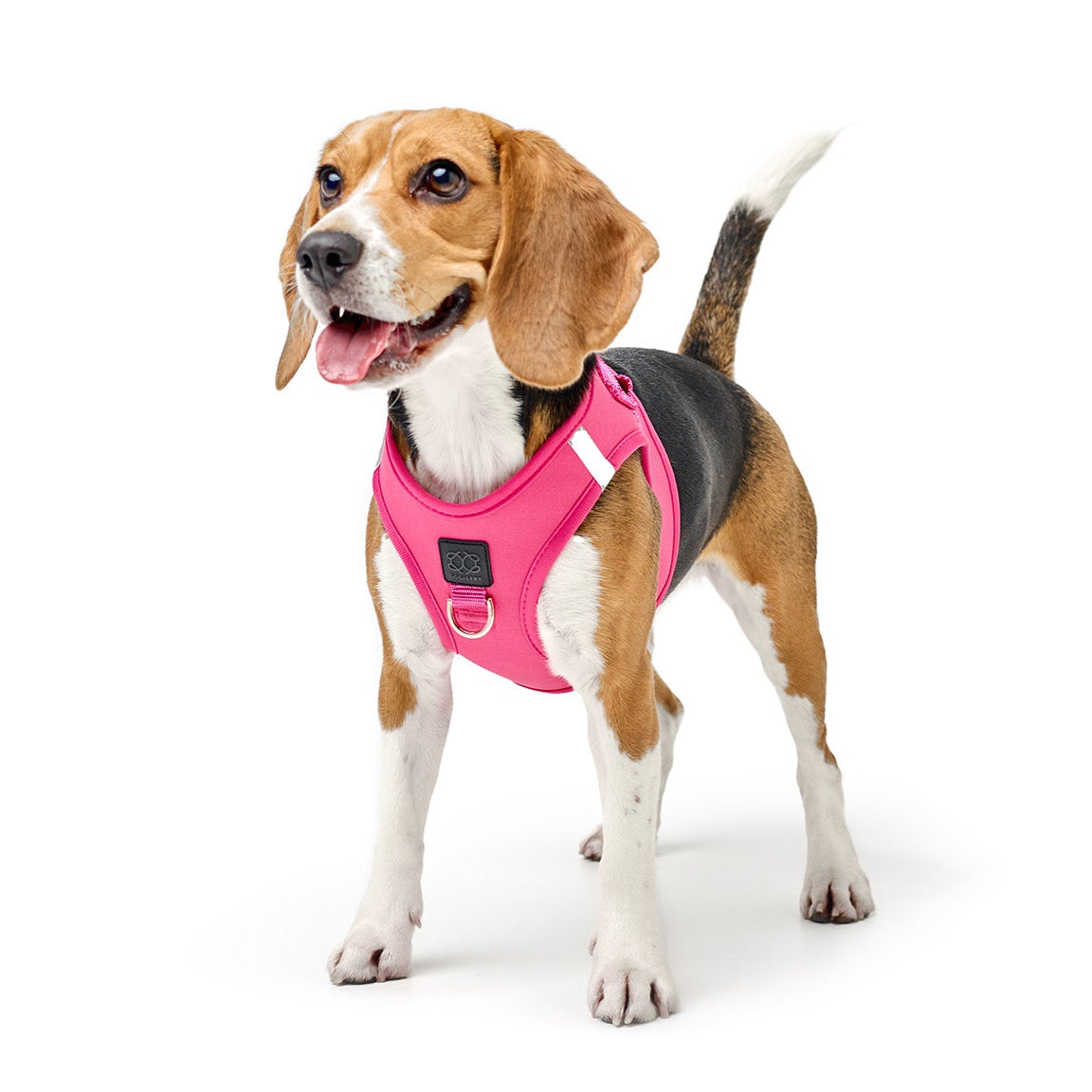 New Puppy Essentials: The Must-Have Walking Gear Every Pet Parent Needs