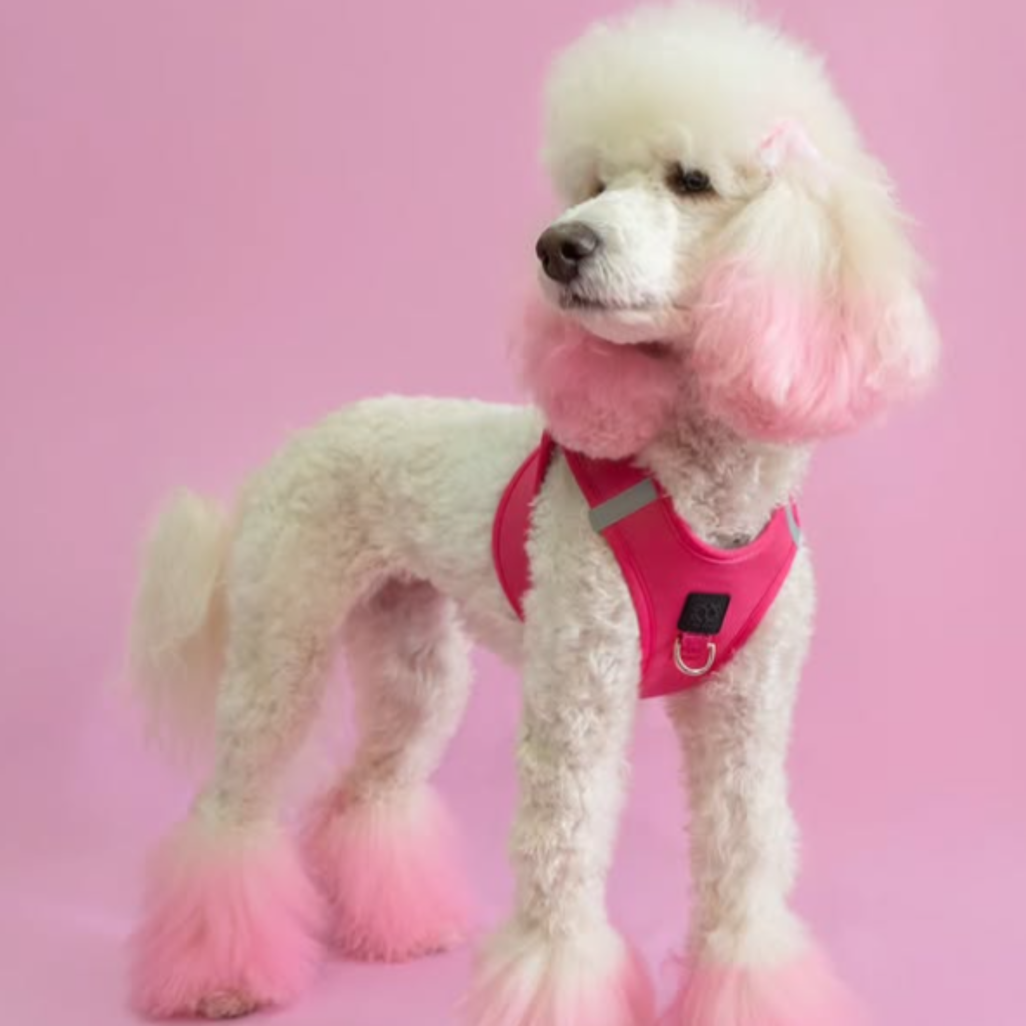 Poodle Perfection: Choosing the Right Harness and Accessories for Your Pup