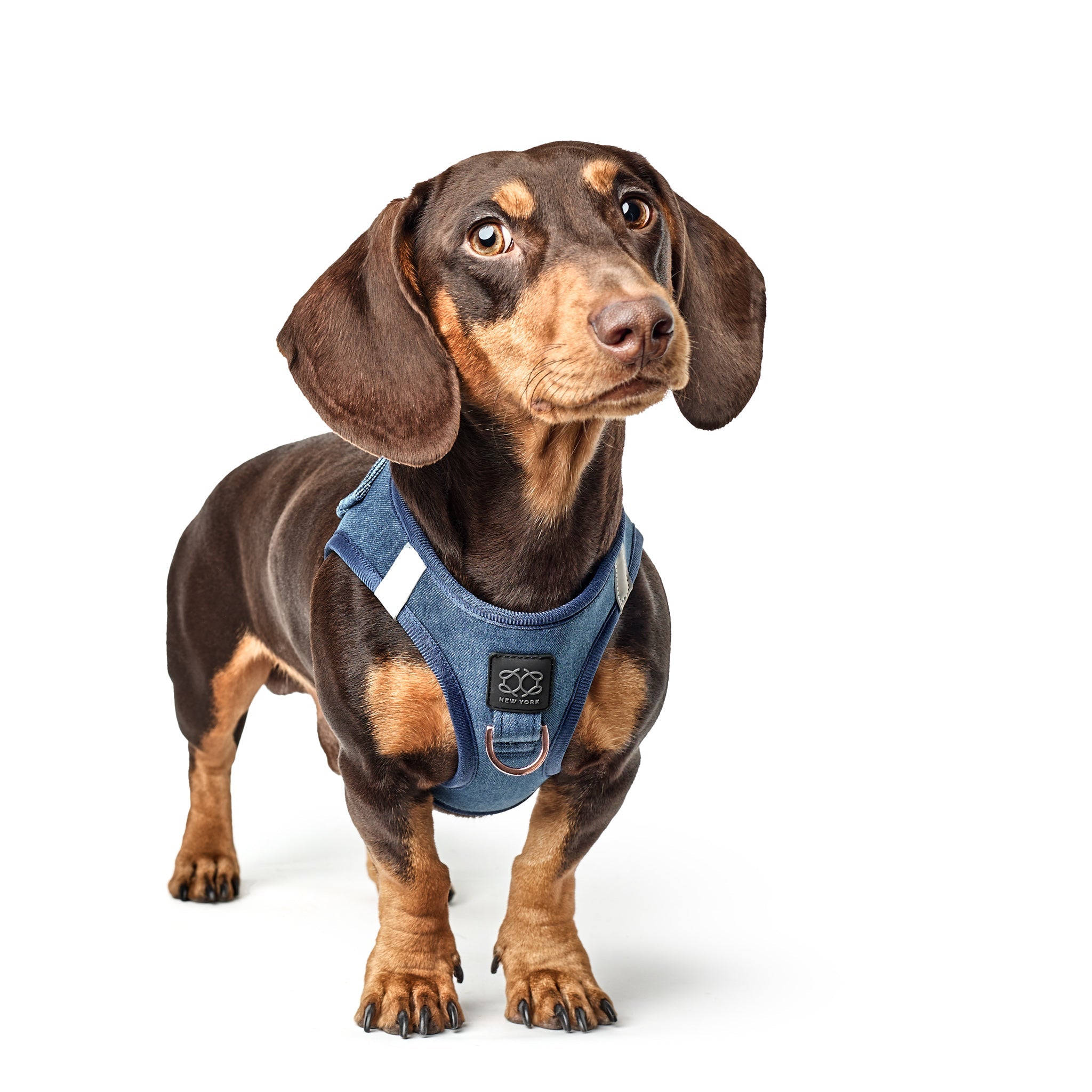 How to Choose the Right Harness for Your Dog’s Body Type 🐶