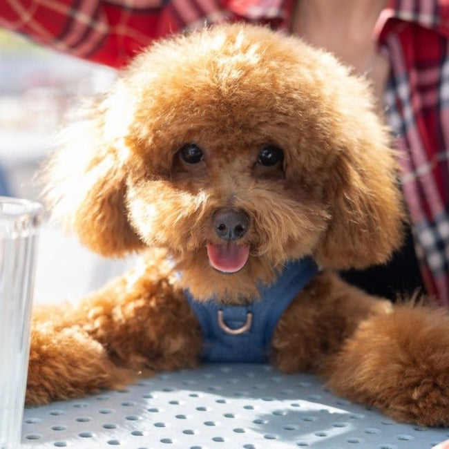 How to Start a Morning Routine with Your Dog (That You’ll Both Love)