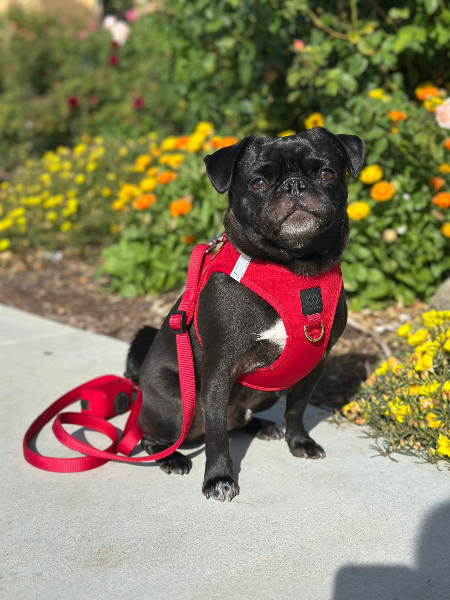 Hands-Free, Reflective, Stylish: The Top Dog Walking Gear Trends Pet Parents Are Searching for in 2025