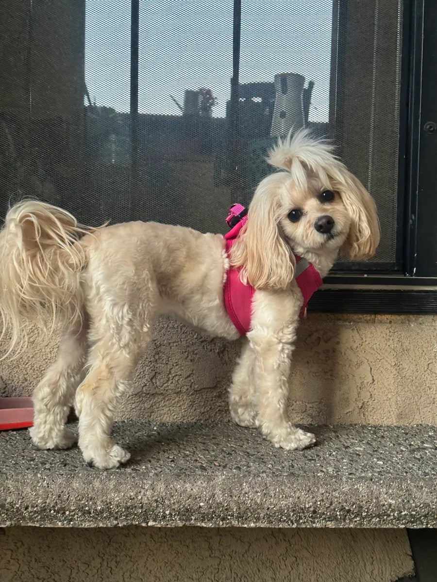 How to Keep an Apartment Dog Happy (Even if You Don’t Have a Yard)