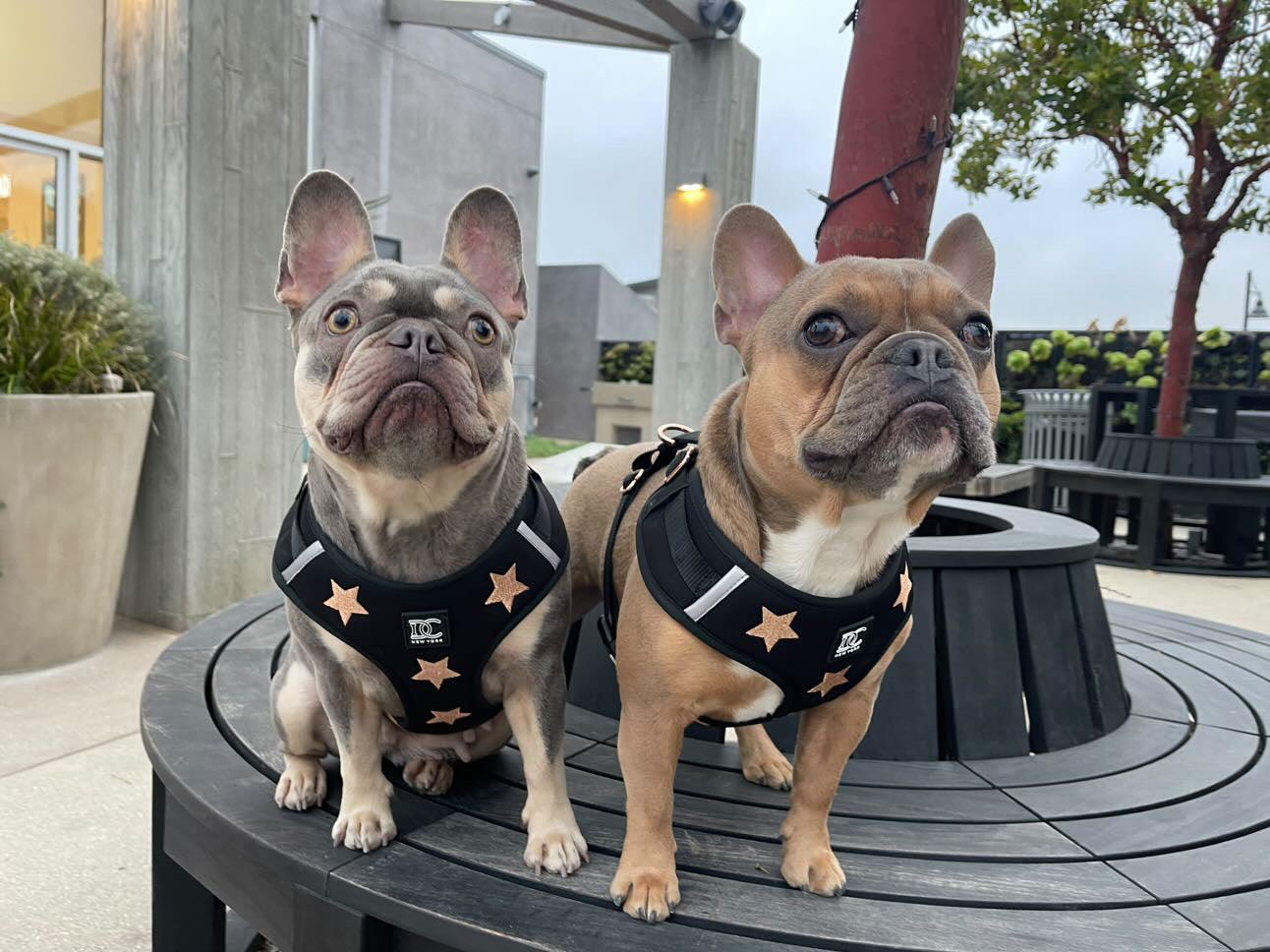 Dogistry™