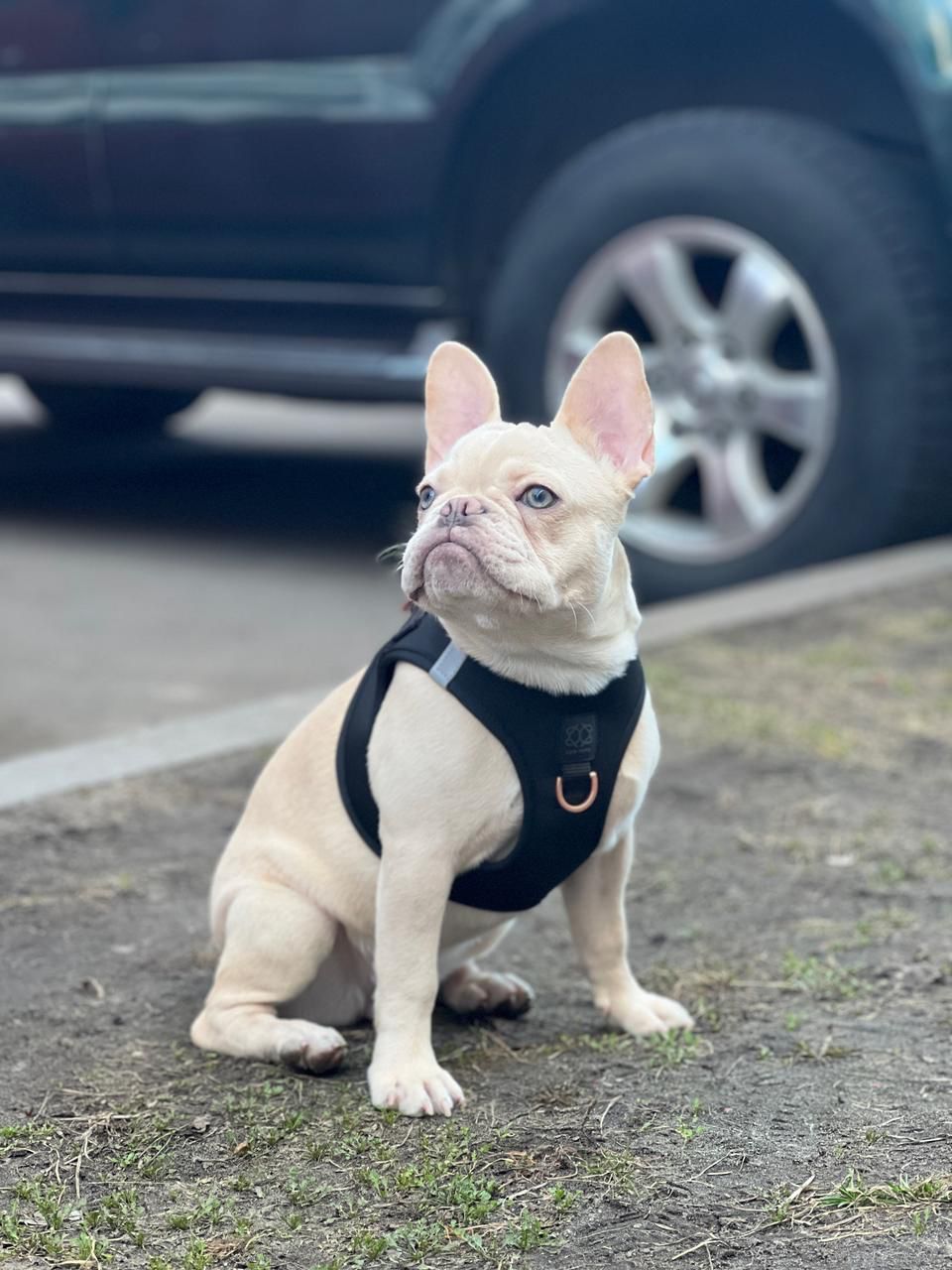 The Frenchie Edit: Best Harnesses for French Bulldogs That Are Both Stylish and Secure 🐾