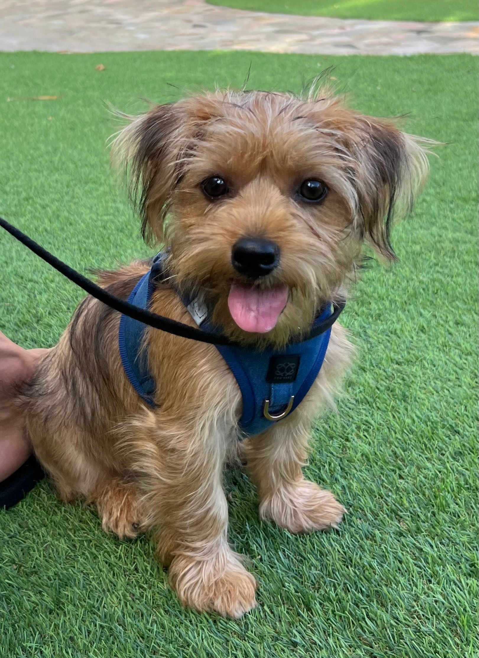 Small Dog, Big Personality: The Ideal Harness and Leash for Yorkies