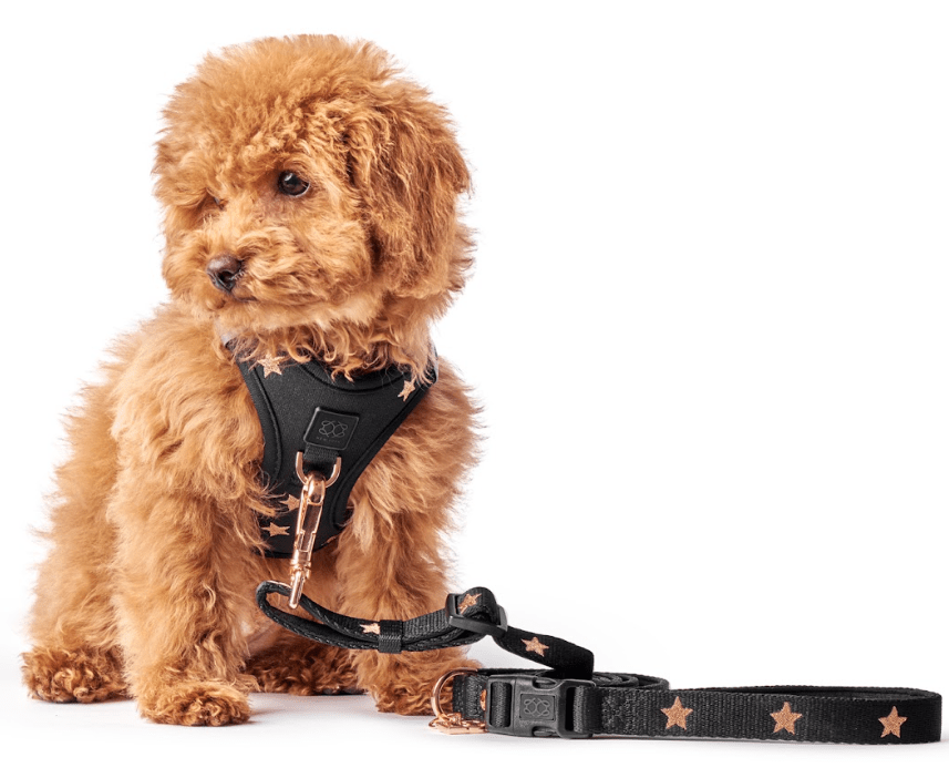 Top 10 Chic Dog Leashes for Everyday Walks