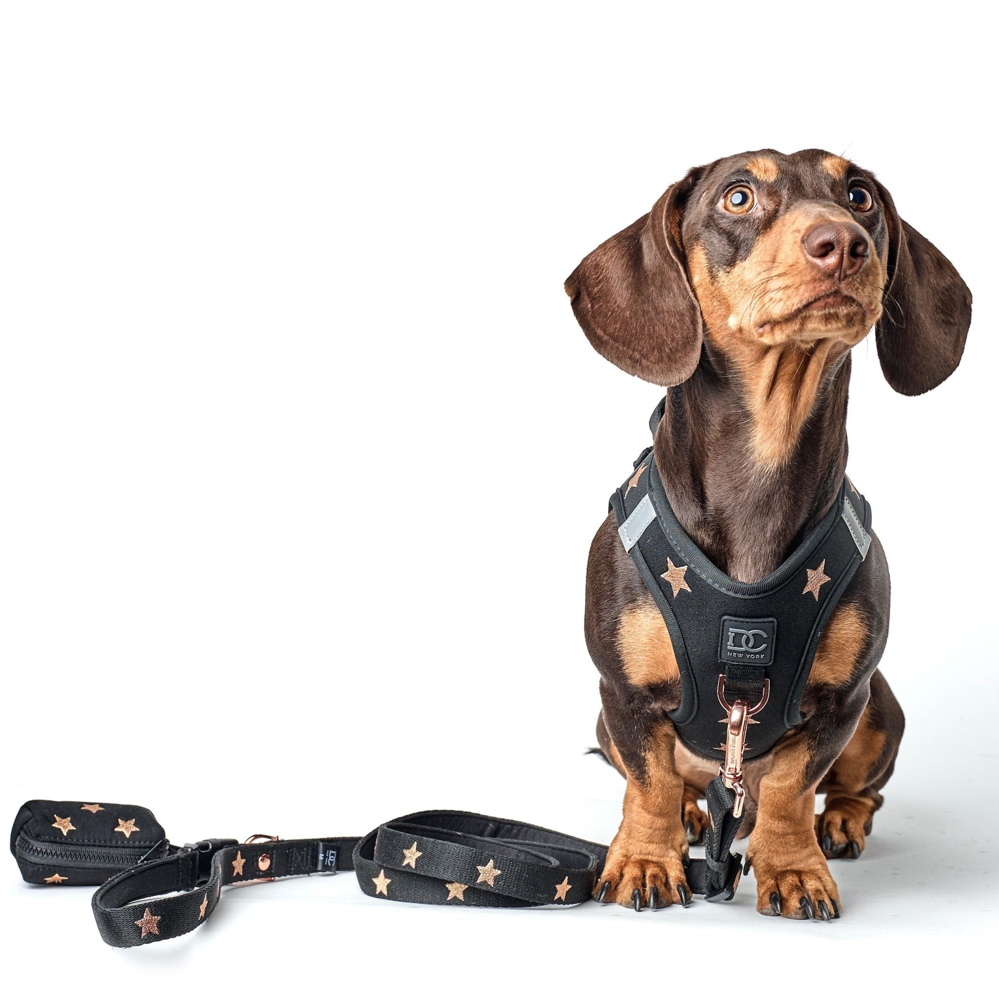 How Does Harness Go on Dog: A Step-by-Step Guide