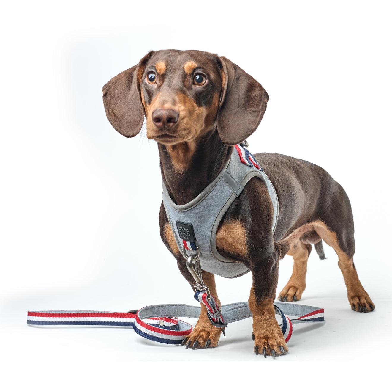How to Spot High-Quality Dog Accessories (and Avoid Cheap Alternatives)