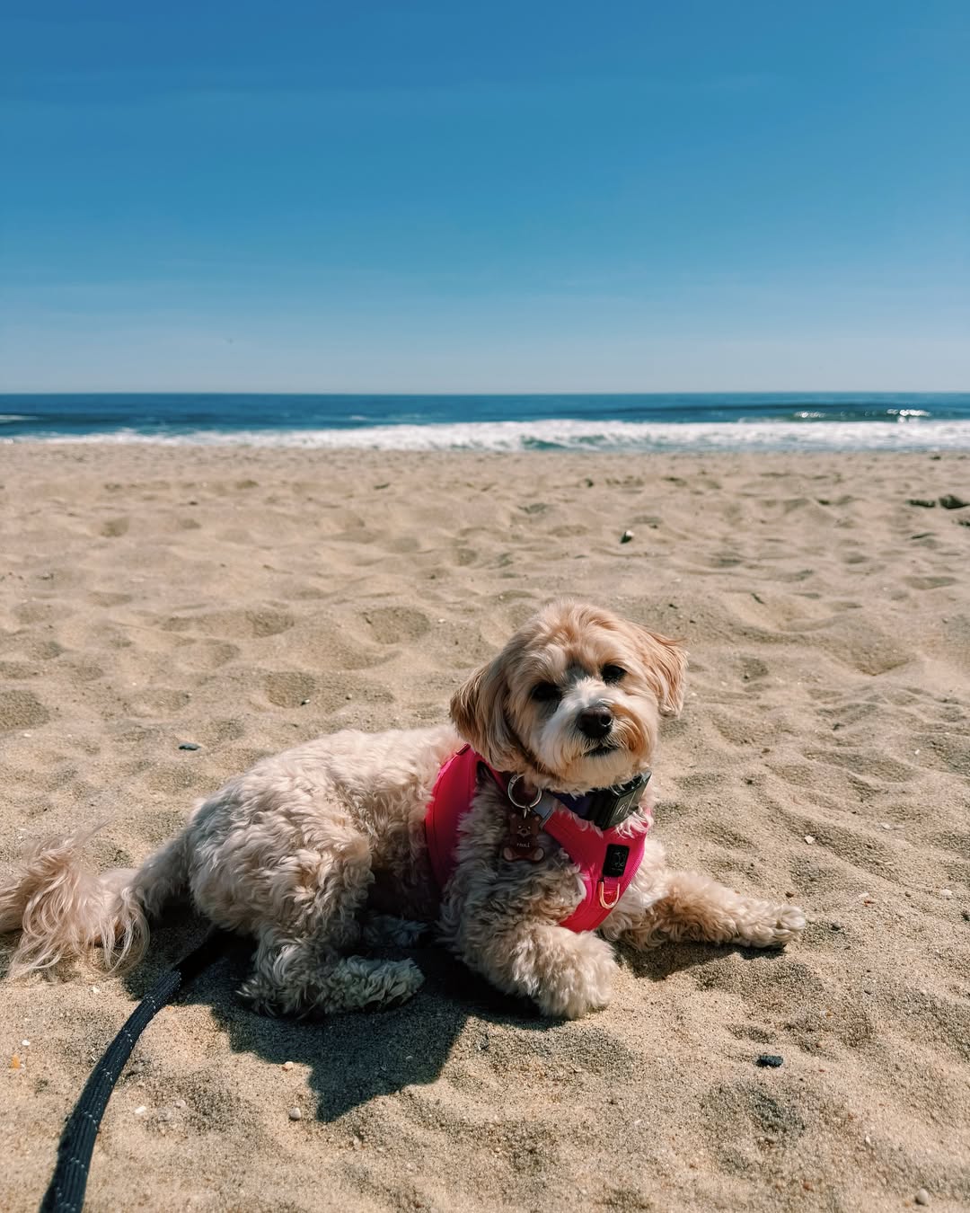 🚫 No More Pull! The Dog Harness That’s Changing Walks for Good