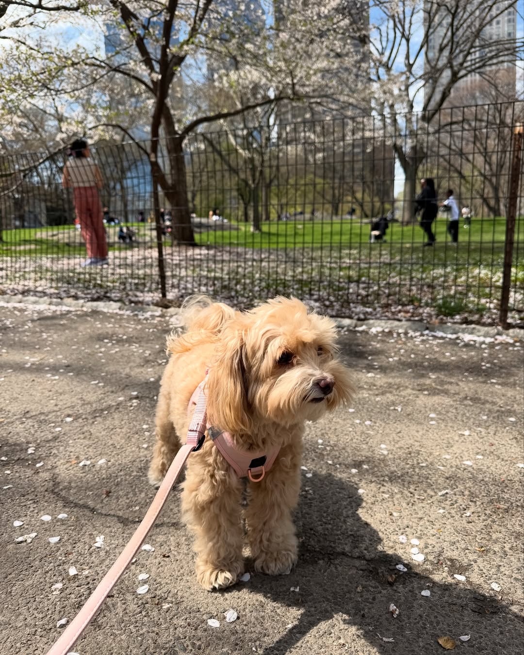 How to Stop Your Dog from Pulling on Walks: Trainer-Approved Gear Tips