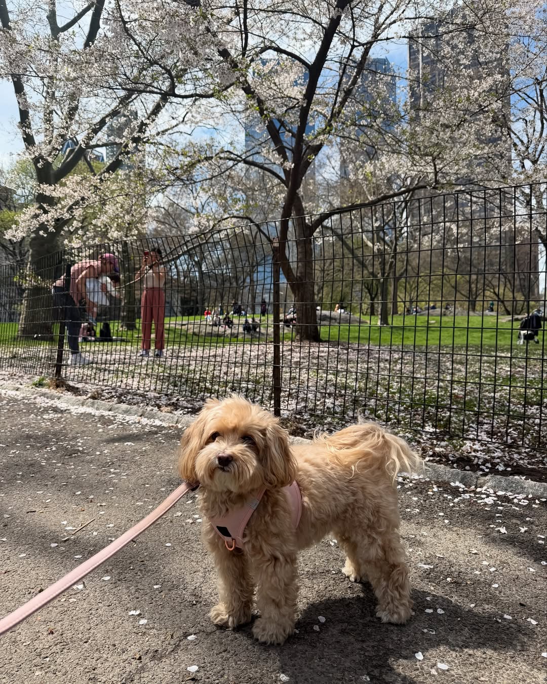 5 Upgrades Dog Moms Are Making to Their Walks This Year