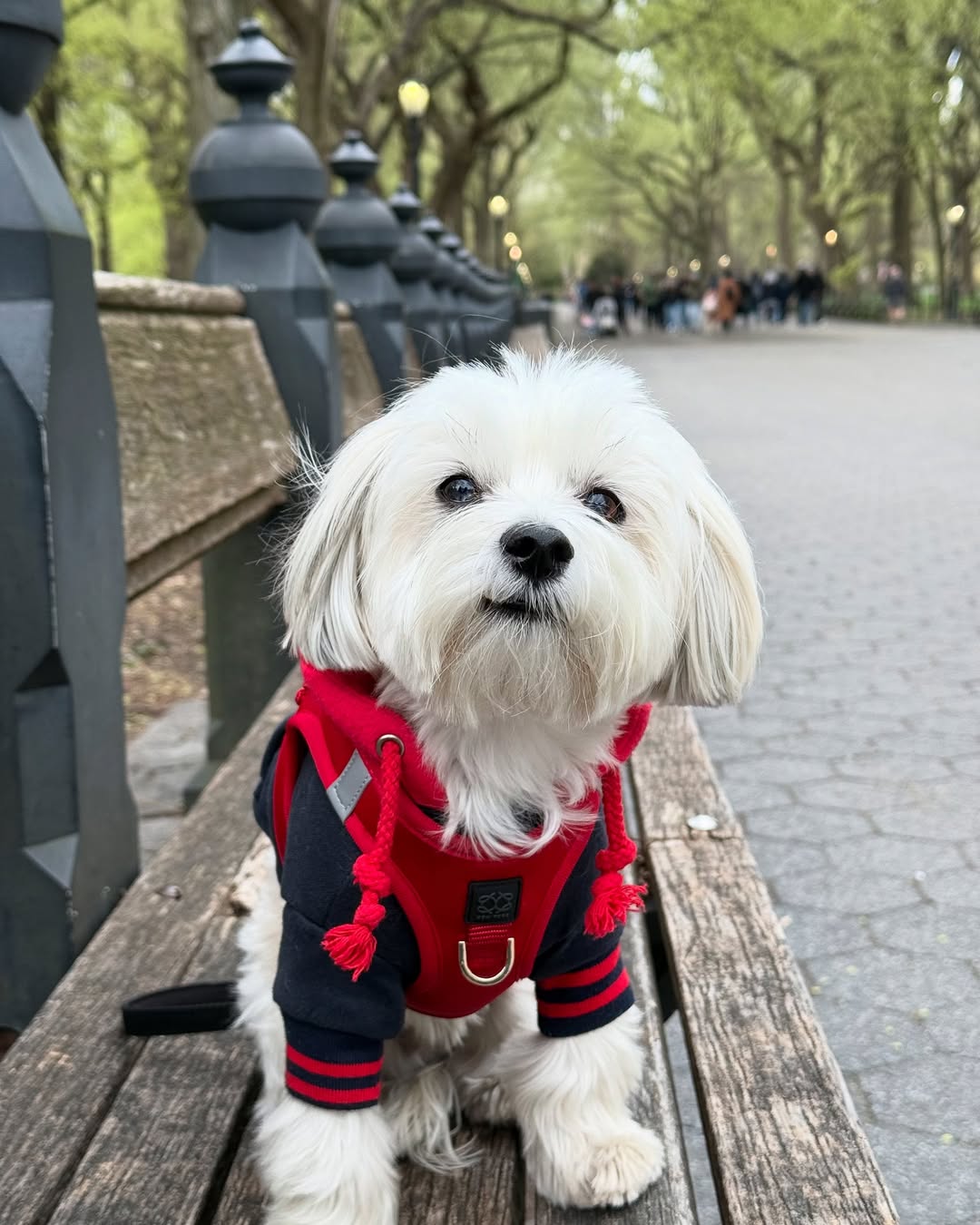 🐶 Where to Buy the Perfect Dog Harness (Hint: It’s Closer Than You Think!)