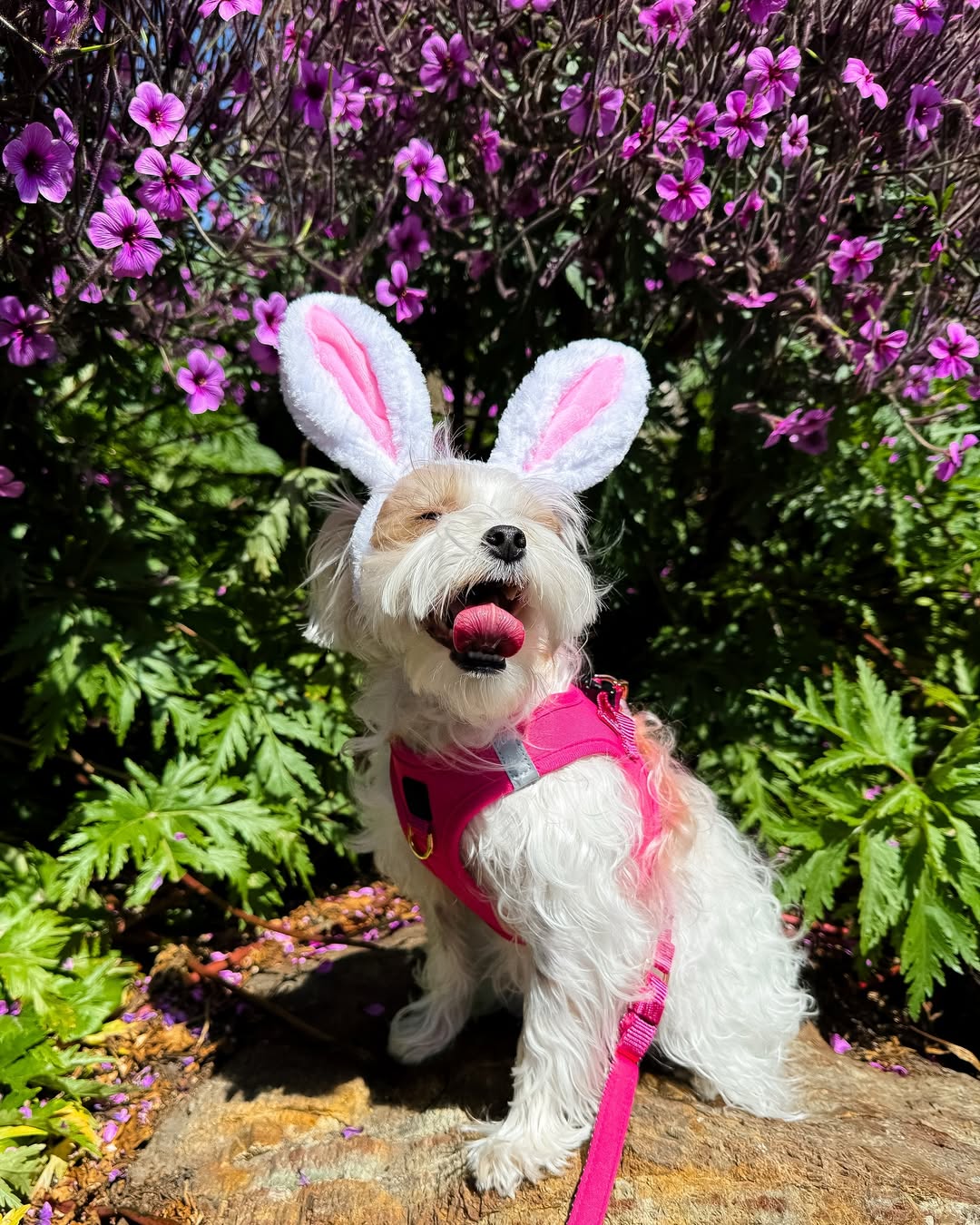 🏆 Best Rated Dog Harness: The One Harness Everyone (and Their Dog) Is Barking About