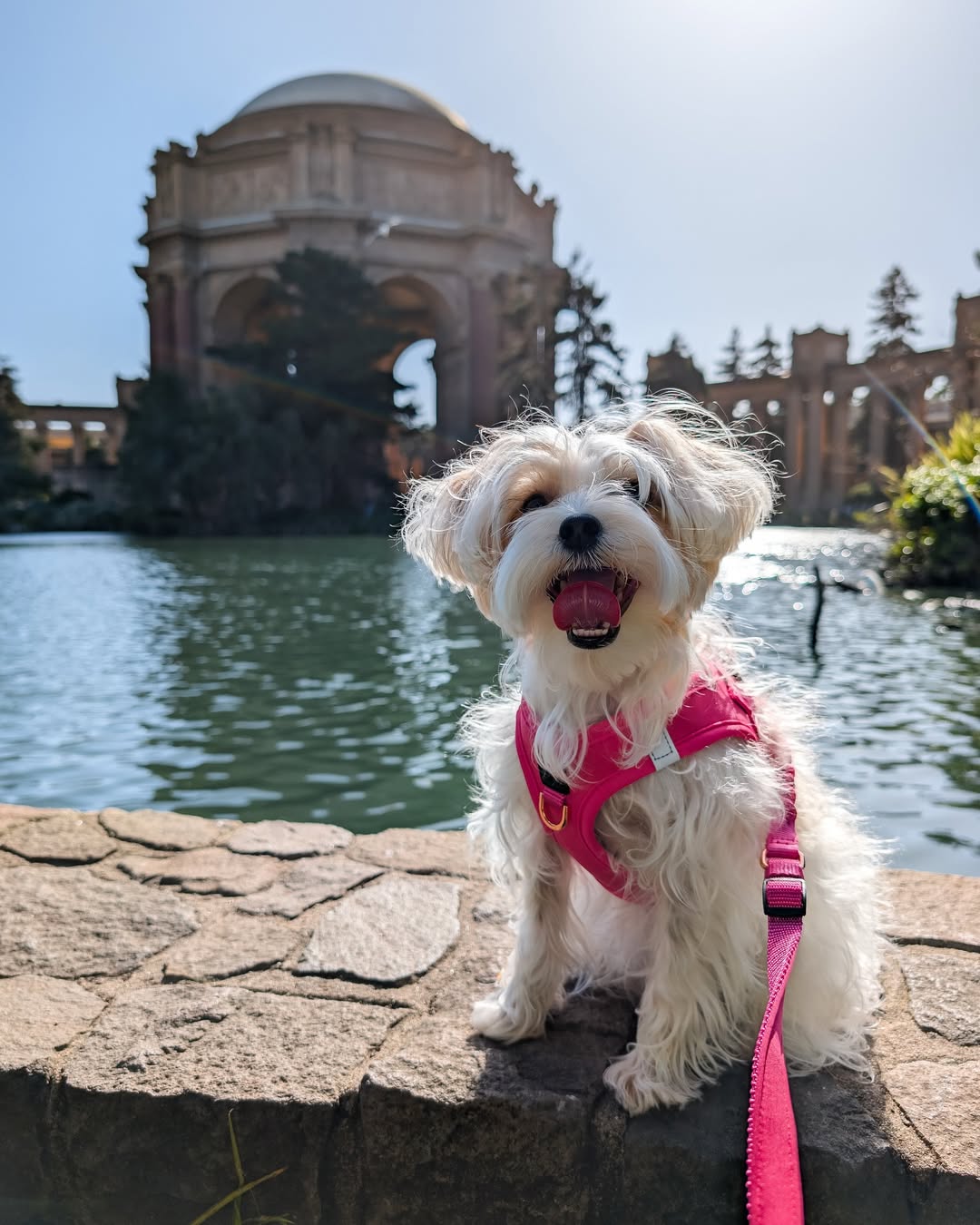 designer dog leashes and collars, designer dog collar and leash, pet accessories designer, fancy harness for dogs, luxury dog harness, fancy dog stuff, pet accessories designer, stylish dog leash