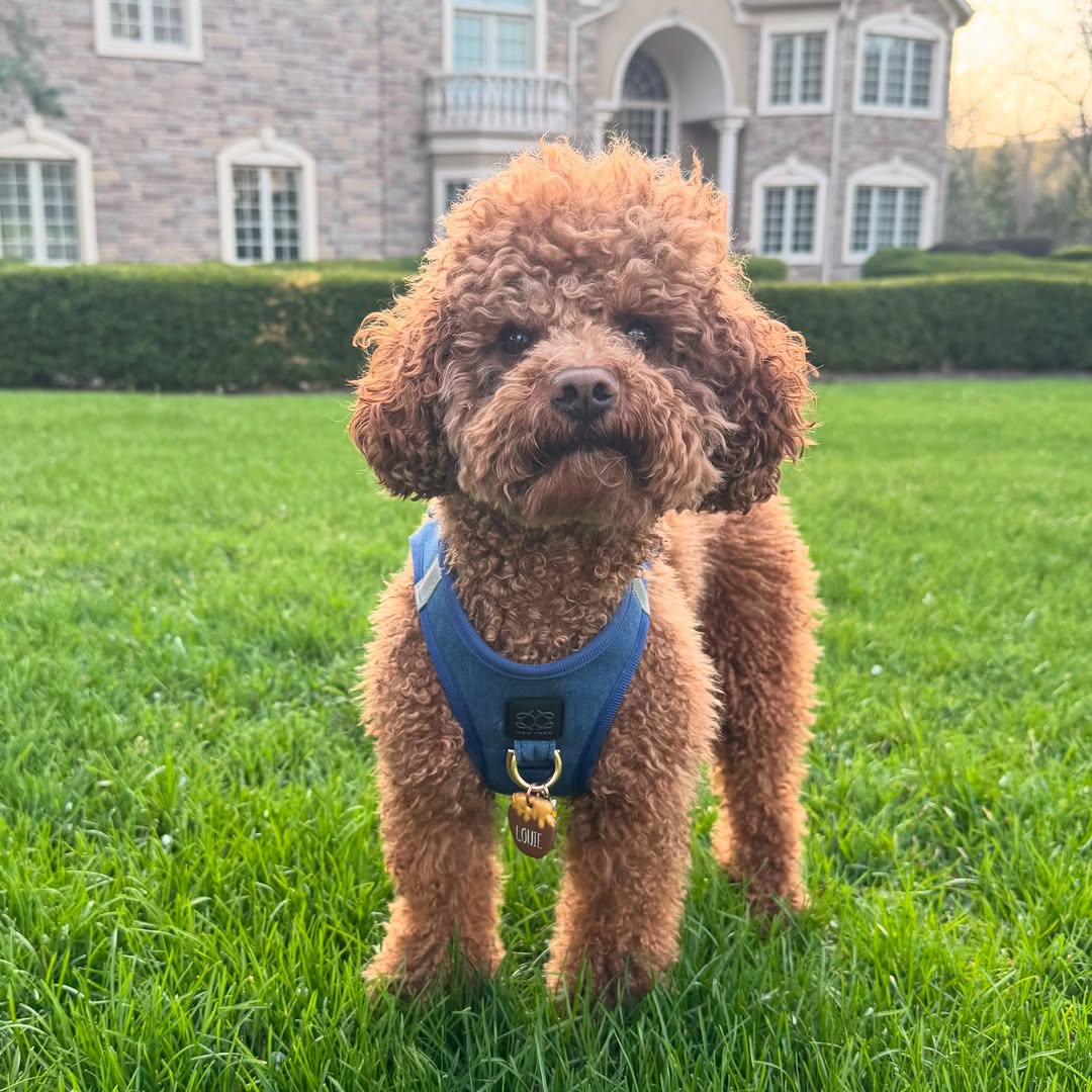 🐾 No-Pull, Easy-On Dog Harness: The Magical Fix for Walks That Don’t Suck