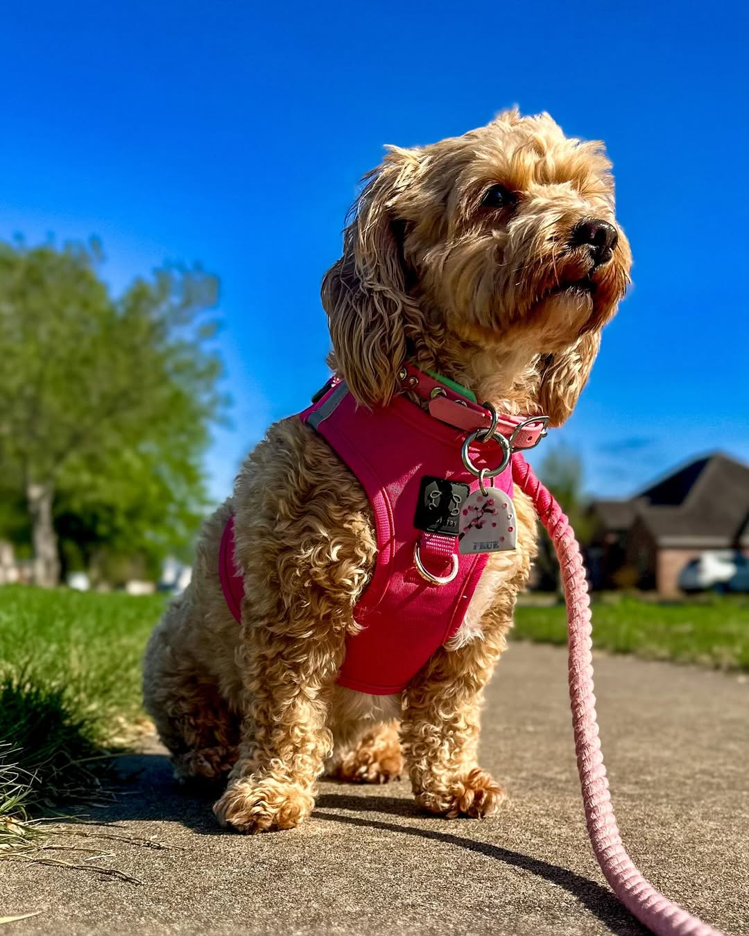 designer dog leashes and collars, designer dog collar and leash, pet accessories designer, fancy harness for dogs, luxury dog harness, fancy dog stuff, pet accessories designer, stylish dog leash