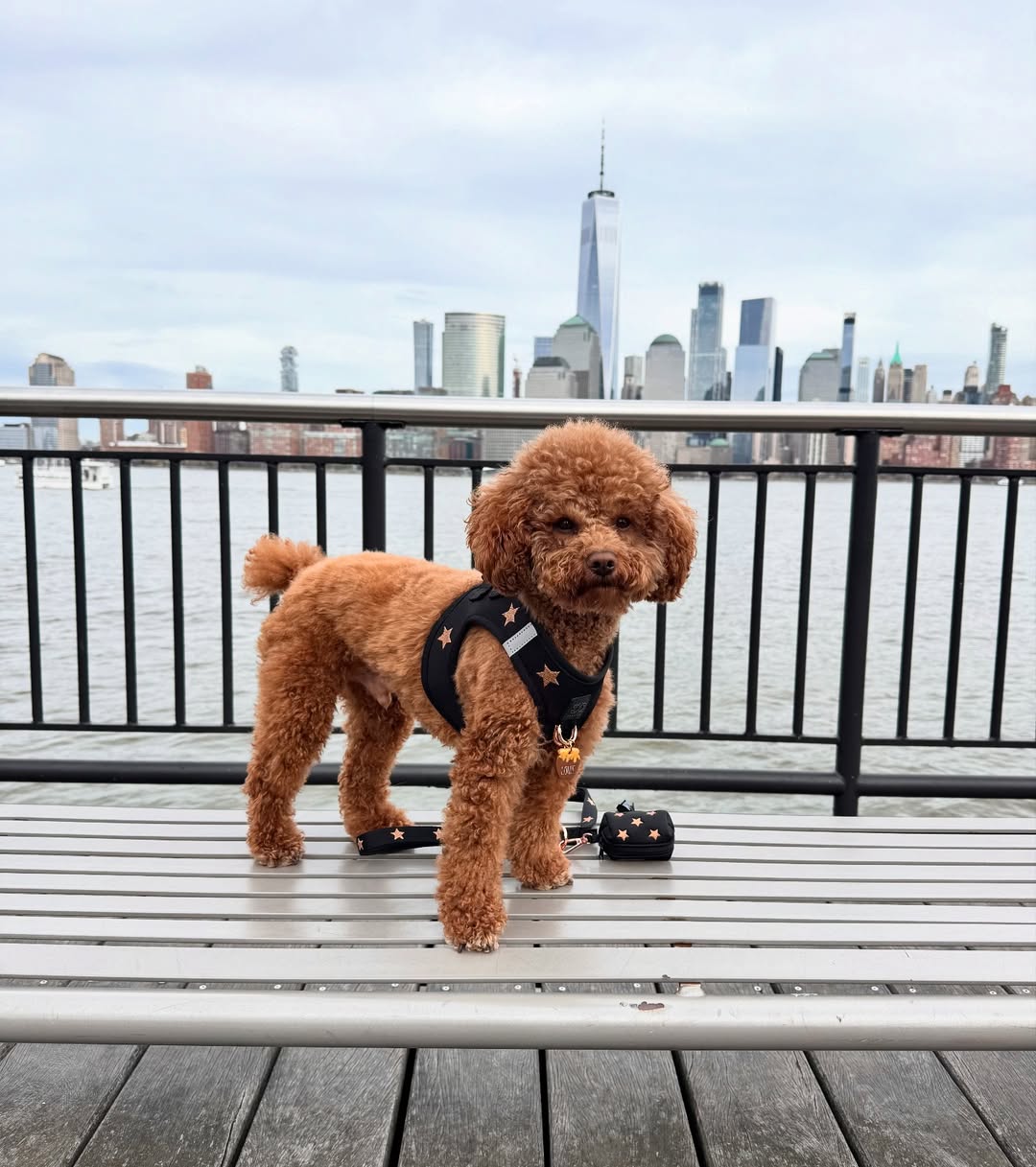 💥 Power Up Your Walks with the 3-in-1 City Leash from Dogistry
