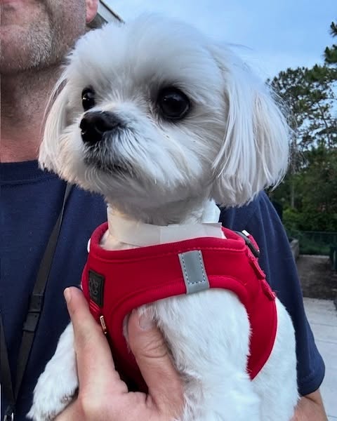 Daily Dog Walking Routines That Improve Behavior and Bonding