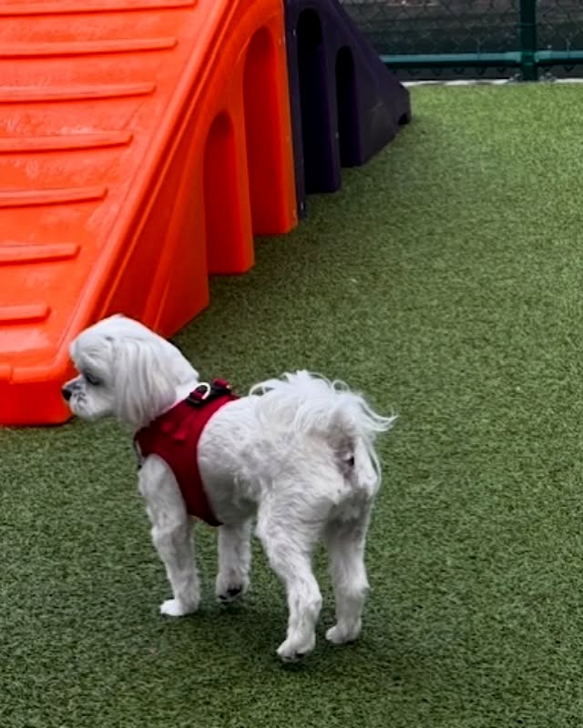 Seasonal Grooming Calendar for Dog Moms: What to Do Each Month