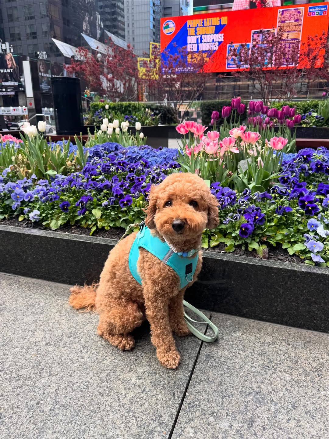 Why Your Dog’s Gear Matters: How the Right Accessories Improve Walks, Safety & Style