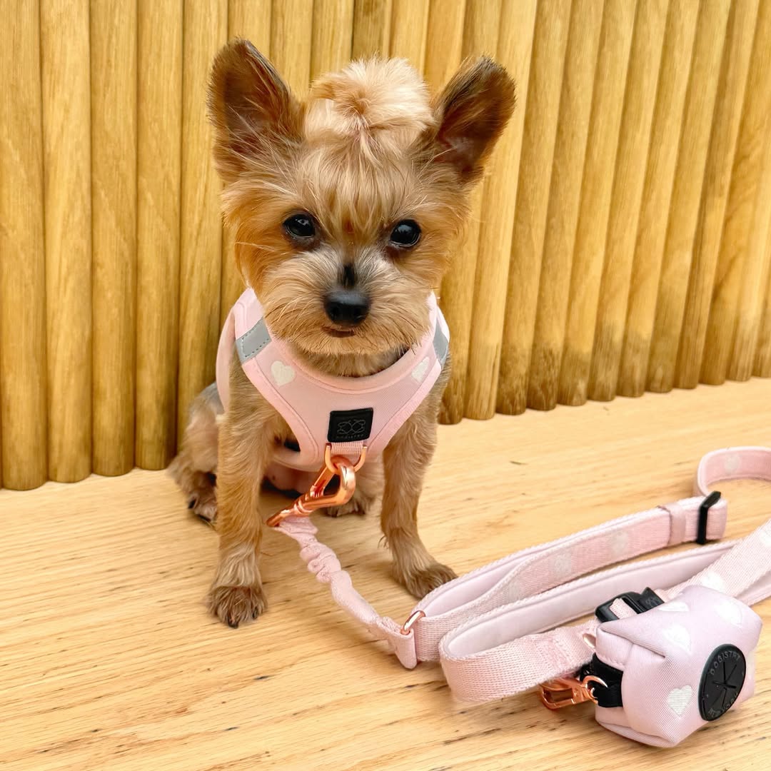 Top 10 Dog Walking Hacks Every Pet Parent Should Know in 2025