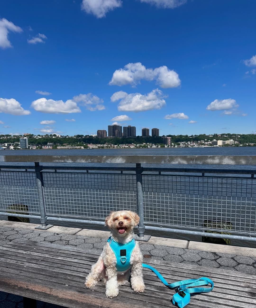 The 5 Accessories Every Minimalist Dog Mom Needs