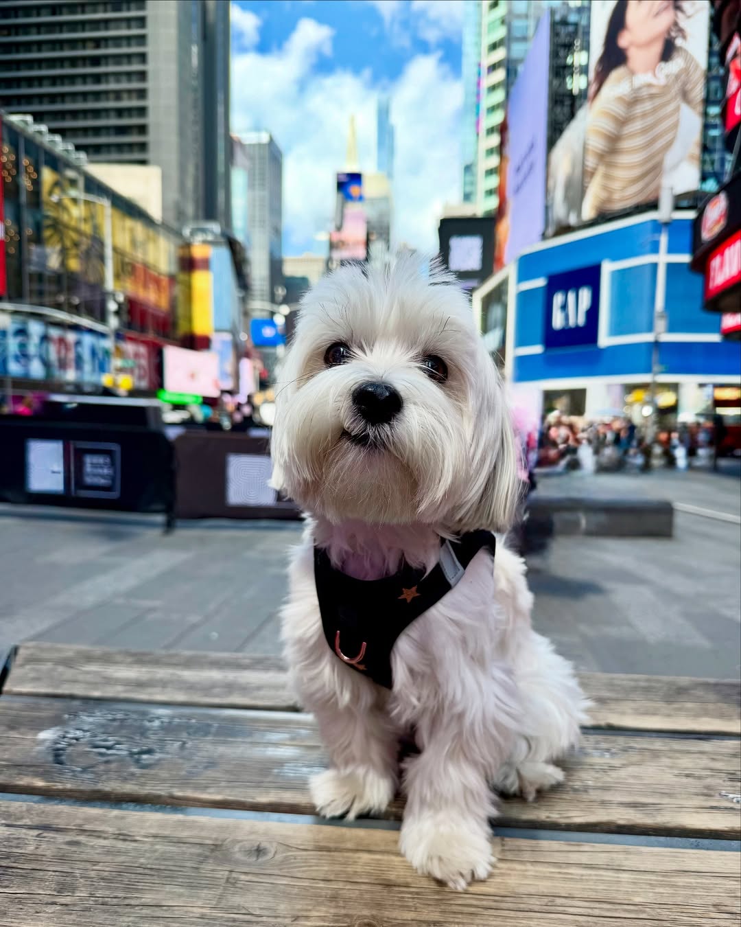 Why a No-Pull Harness is the Ultimate Urban Dog Parent Essential