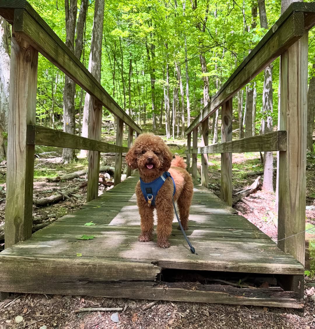 Why Switching to a Harness Was the Best Decision I Made as a Dog Mom