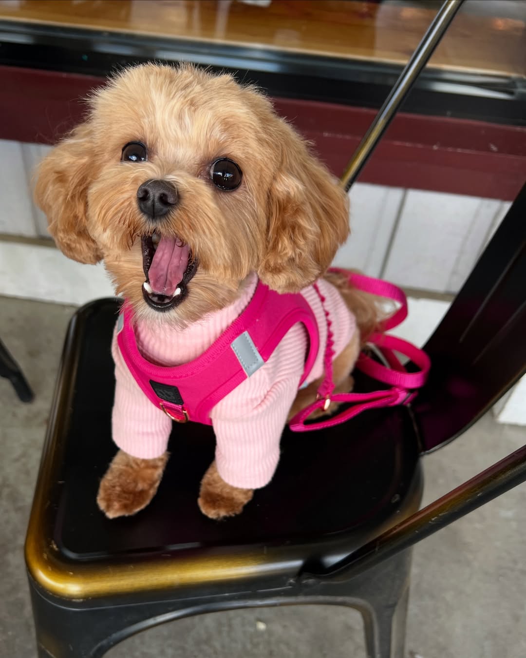 10 Common Mistakes Dog Owners Make When Choosing a Harness (and How to Avoid Them) đâđŚş