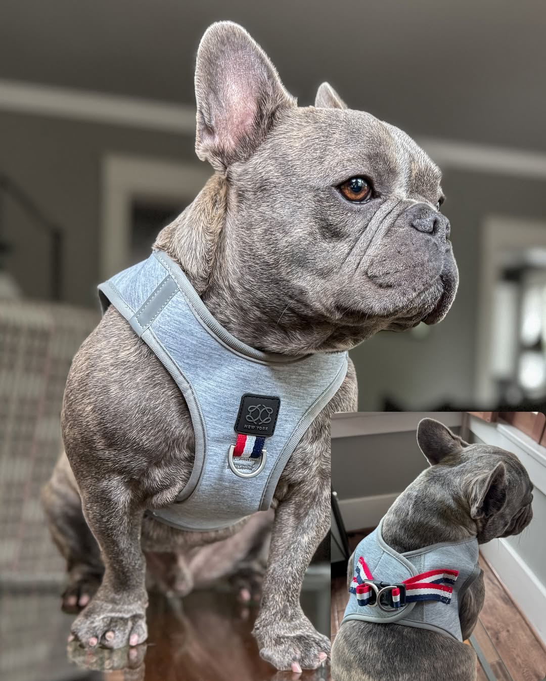 10 Best Harnesses for Small Dogs in 2025