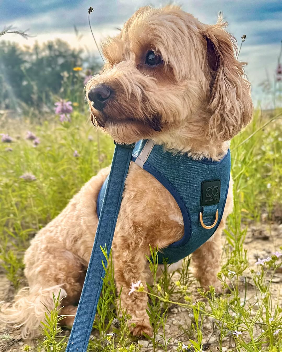 How to Train Your Dog to Walk Without Pulling (With the Right Gear)