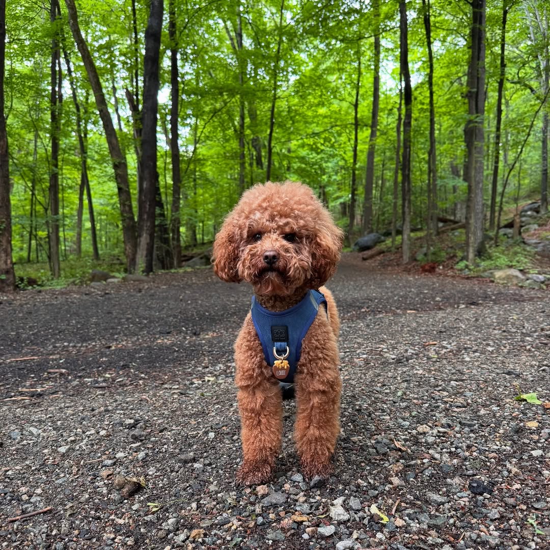 Dog Mom Self-Care: Managing Puppy Life Without Losing Yourself