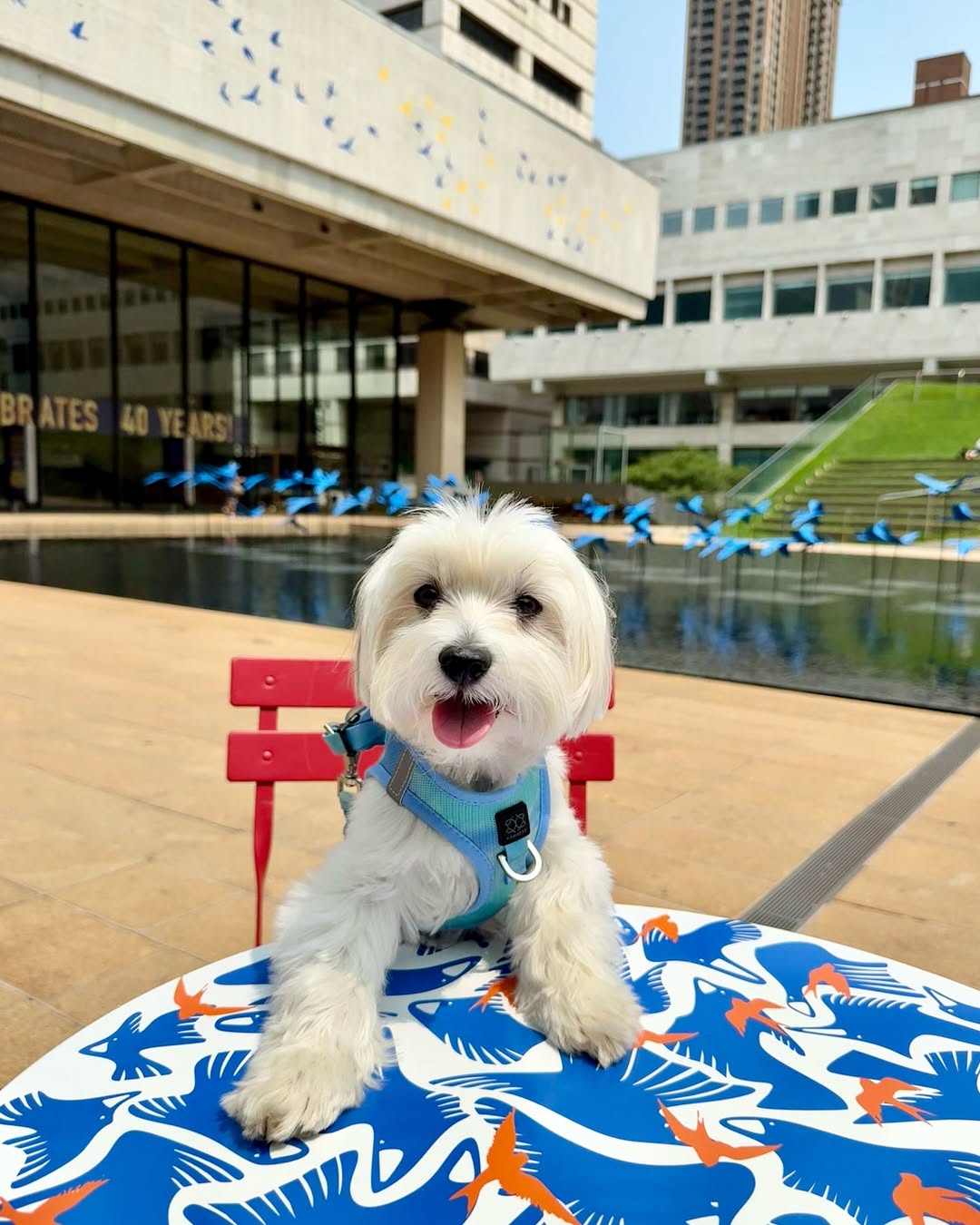 Dog at Outdoor Place