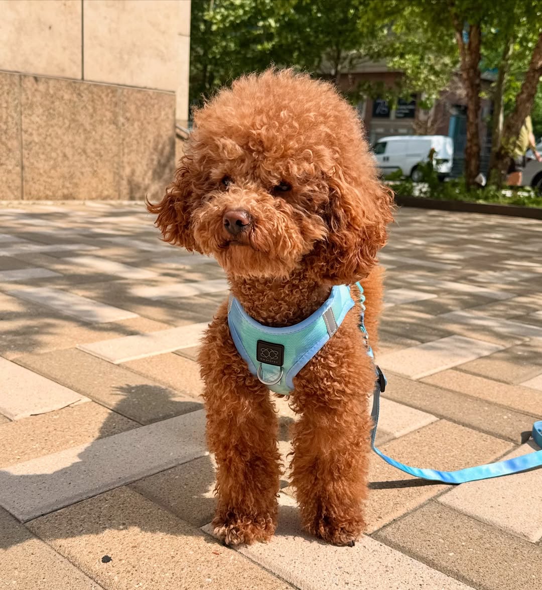 cute Poodle dog wearing a harness