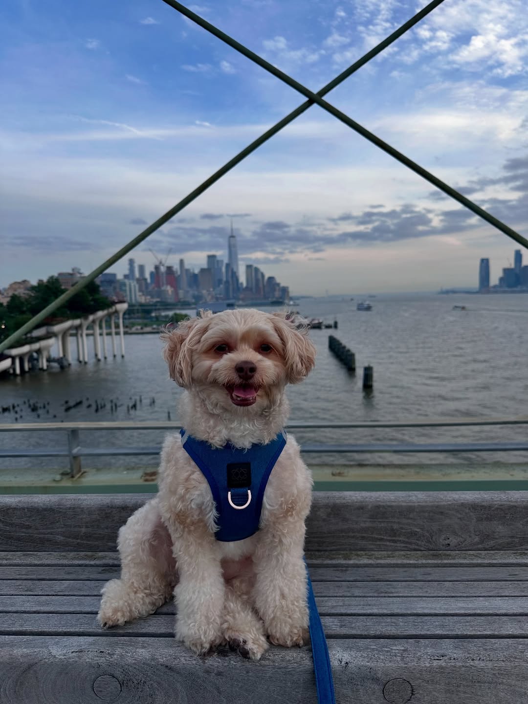 City Dog Moms: How to Handle Sidewalk Stress Like a Pro