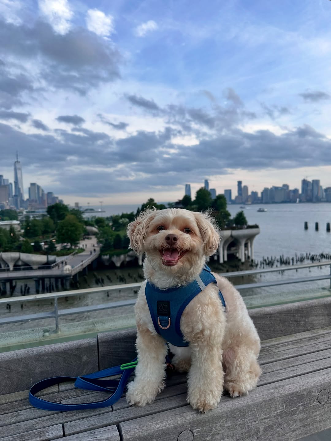 Is Your Dog Overweight? How the Right Harness & Walk Routine Can Help