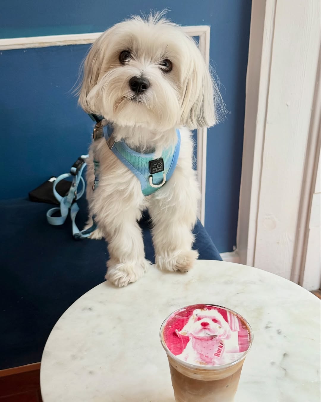 Smart Feeding Tips for Picky Eaters (Even the Finicky Senior Dogs)