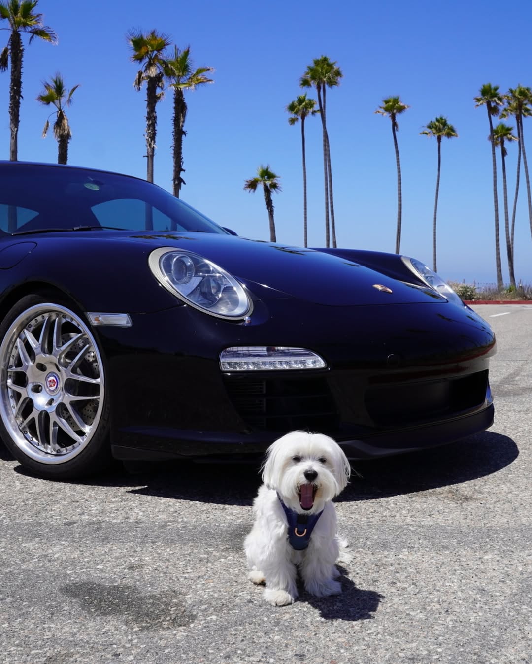 Why Your Puppy’s First Walk Matters (and How to Prepare Like a Pro)