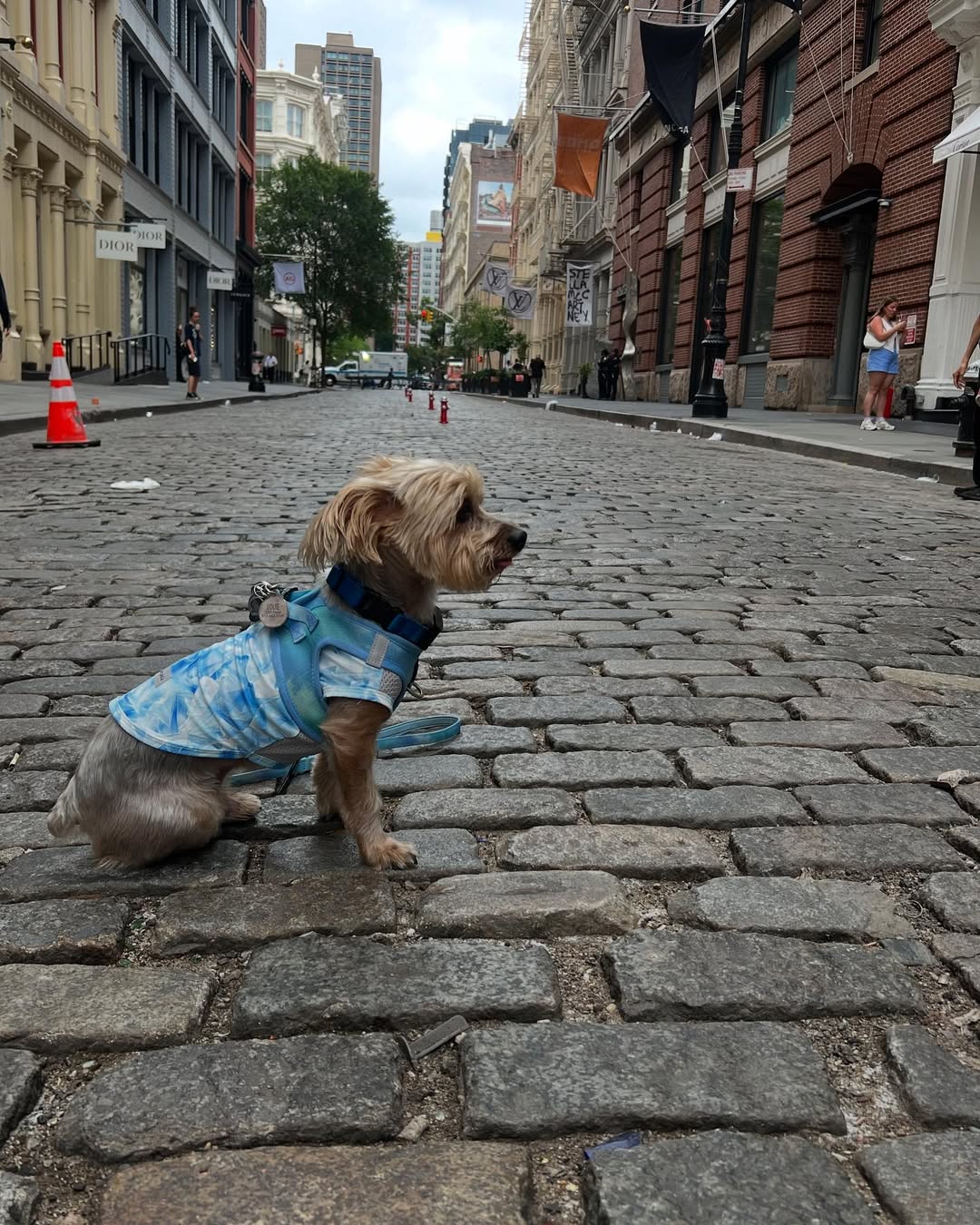 New Dog, New Routine: Building the Perfect Dog Mom Schedule