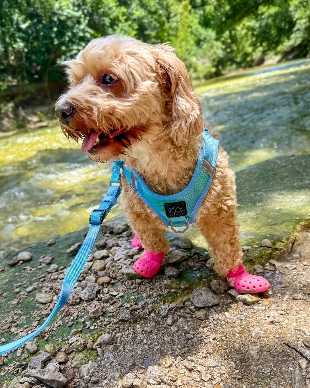 Matching With Your Dog? 10 Walk Sets That Make Dog Moms Look Effortlessly Cool