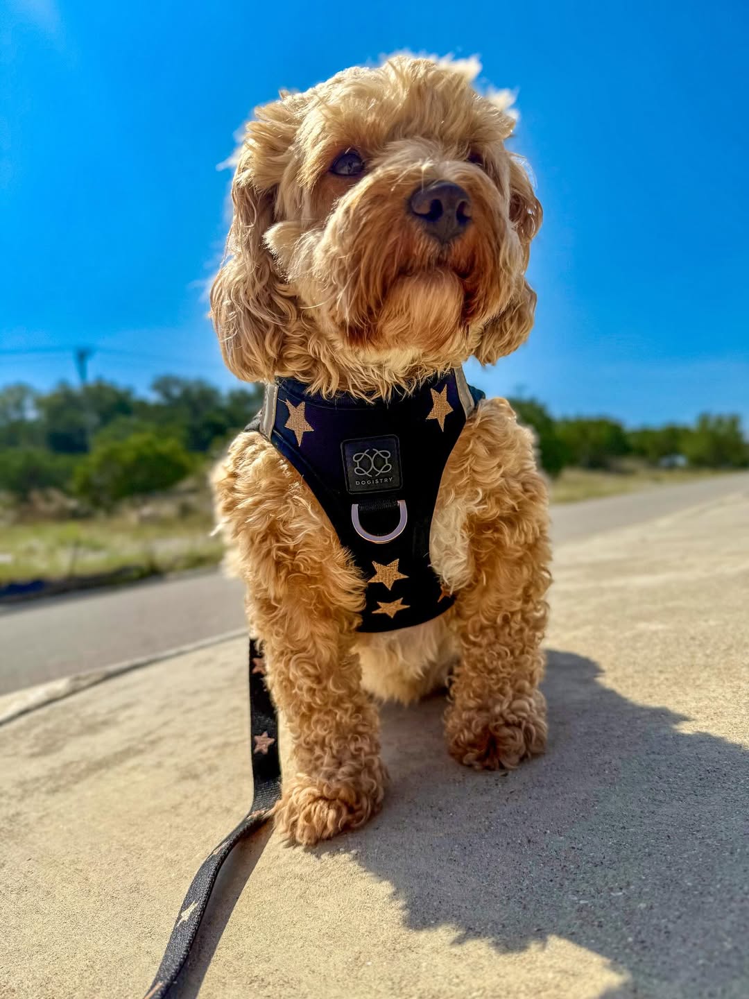 Best Harnesses for Dogs Who Pull: Safe & Stylish Solutions